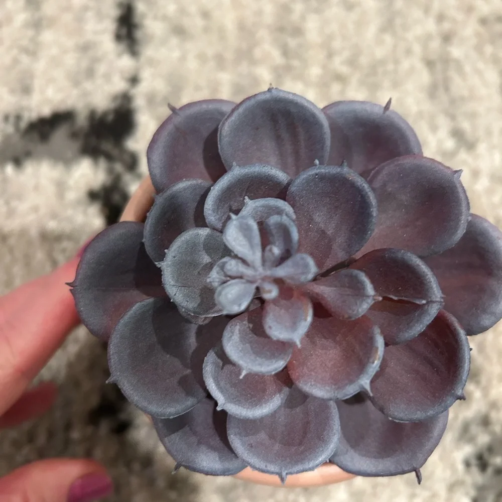 Ceramic vase with succulent plant spike